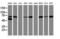 Arachidonate 15-Lipoxygenase antibody, LS-C173722, Lifespan Biosciences, Western Blot image 
