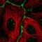 Regulator Of G Protein Signaling 19 antibody, HPA056384, Atlas Antibodies, Immunofluorescence image 