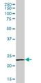 Signal Regulatory Protein Delta antibody, H00128646-B01P, Novus Biologicals, Western Blot image 