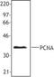 PCNA antibody, TA309795, Origene, Western Blot image 