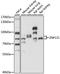 Zinc Finger Protein 131 antibody, LS-C750301, Lifespan Biosciences, Western Blot image 