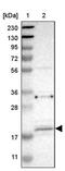 ADP Ribosylation Factor Like GTPase 6 Interacting Protein 5 antibody, PA5-53319, Invitrogen Antibodies, Western Blot image 