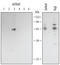 TNF Receptor Associated Factor 3 antibody, AF3278, R&D Systems, Western Blot image 