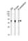 Casein Kinase 2 Alpha 1 antibody, abx034988, Abbexa, Western Blot image 