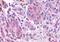 Olfactory receptor 2A4 antibody, orb85676, Biorbyt, Immunohistochemistry paraffin image 
