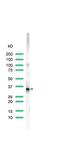 CD20 antibody, PA5-32313, Invitrogen Antibodies, Western Blot image 