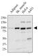 PPARG Coactivator 1 Alpha antibody, PA5-72948, Invitrogen Antibodies, Western Blot image 