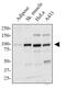 PPARG Coactivator 1 Alpha antibody, PA5-72948, Invitrogen Antibodies, Western Blot image 