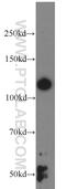 Actin Binding LIM Protein 1 antibody, 15129-1-AP, Proteintech Group, Western Blot image 