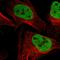 SWI/SNF Related, Matrix Associated, Actin Dependent Regulator Of Chromatin Subfamily C Member 2 antibody, HPA021213, Atlas Antibodies, Immunocytochemistry image 