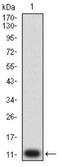 Purinergic Receptor P2Y14 antibody, NBP2-61754, Novus Biologicals, Western Blot image 