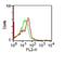 Neural Cell Adhesion Molecule 1 antibody, NBP2-44712, Novus Biologicals, Flow Cytometry image 