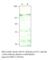 KIAA0560 antibody, AQR-101AP, FabGennix, Western Blot image 