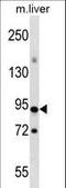 CXXC Finger Protein 1 antibody, LS-C167187, Lifespan Biosciences, Western Blot image 