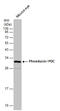 Phosducin antibody, GTX131327, GeneTex, Western Blot image 