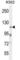 Zinc Finger Protein 99 antibody, abx026541, Abbexa, Western Blot image 