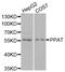 Phosphoribosyl Pyrophosphate Amidotransferase antibody, abx005137, Abbexa, Western Blot image 