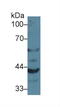 Granulin Precursor antibody, MBS2025892, MyBioSource, Western Blot image 