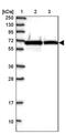 Asparaginyl-TRNA Synthetase antibody, PA5-59031, Invitrogen Antibodies, Western Blot image 