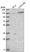 Pumilio homolog 2 antibody, HPA049670, Atlas Antibodies, Western Blot image 