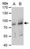 Ring Finger Protein 168 antibody, GTX129617, GeneTex, Western Blot image 