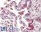 Oxidation Resistance 1 antibody, LS-B8574, Lifespan Biosciences, Immunohistochemistry frozen image 
