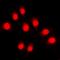 RNA Polymerase II Subunit A antibody, orb216179, Biorbyt, Immunofluorescence image 