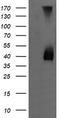 Mitogen-Activated Protein Kinase Kinase 3 antibody, LS-C174451, Lifespan Biosciences, Western Blot image 