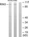 Ras And Rab Interactor 3 antibody, TA315813, Origene, Western Blot image 