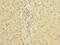 Phosducin Like 2 antibody, A60202-100, Epigentek, Immunohistochemistry paraffin image 