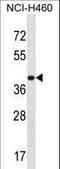 Mitochondrial Ribosomal Protein S9 antibody, LS-C164637, Lifespan Biosciences, Western Blot image 