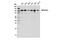 Methylenetetrahydrofolate Dehydrogenase (NADP+ Dependent) 1 Like antibody, 14999S, Cell Signaling Technology, Western Blot image 