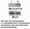 Myosin Light Chain 2 antibody, GTX17511, GeneTex, Western Blot image 