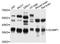 Secretory carrier-associated membrane protein 1 antibody, A9092, ABclonal Technology, Western Blot image 