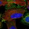 Thyroid receptor-interacting protein 6 antibody, HPA052813, Atlas Antibodies, Immunofluorescence image 