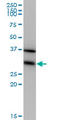 Eukaryotic Translation Elongation Factor 1 Beta 2 antibody, LS-C197109, Lifespan Biosciences, Western Blot image 