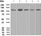 Ubiquitin Specific Peptidase 11 antibody, ab109232, Abcam, Western Blot image 