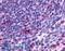 C-C Motif Chemokine Receptor 2 antibody, LS-A1899, Lifespan Biosciences, Immunohistochemistry frozen image 