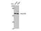 RAD23 Homolog B, Nucleotide Excision Repair Protein antibody, A02174-2, Boster Biological Technology, Western Blot image 