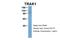 Trafficking kinesin-binding protein 1 antibody, PA5-70029, Invitrogen Antibodies, Western Blot image 