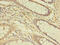 Thyroid Hormone Receptor Alpha antibody, CSB-PA023510LA01HU, Cusabio, Immunohistochemistry frozen image 