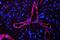 Caveolin 1 antibody, PB9165, Boster Biological Technology, Immunofluorescence image 