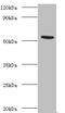 Torpedo californica Acetylcholine R subunit alpha  antibody, A54824-100, Epigentek, Western Blot image 