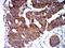 Tripartite Motif Containing 25 antibody, NBP2-61814, Novus Biologicals, Immunohistochemistry frozen image 