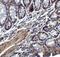 IL-17 antibody, NBP1-76337, Novus Biologicals, Immunohistochemistry frozen image 