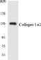 Collagen Type I Alpha 2 Chain antibody, LS-B14662, Lifespan Biosciences, Western Blot image 