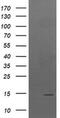TPD52 Like 3 antibody, MA5-26023, Invitrogen Antibodies, Western Blot image 