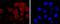 RAGE antibody, NBP2-67095, Novus Biologicals, Immunocytochemistry image 