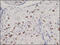 CD163 antibody, 51-085, ProSci, Immunohistochemistry frozen image 