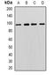 Minichromosome Maintenance Complex Component 3 antibody, orb378175, Biorbyt, Western Blot image 